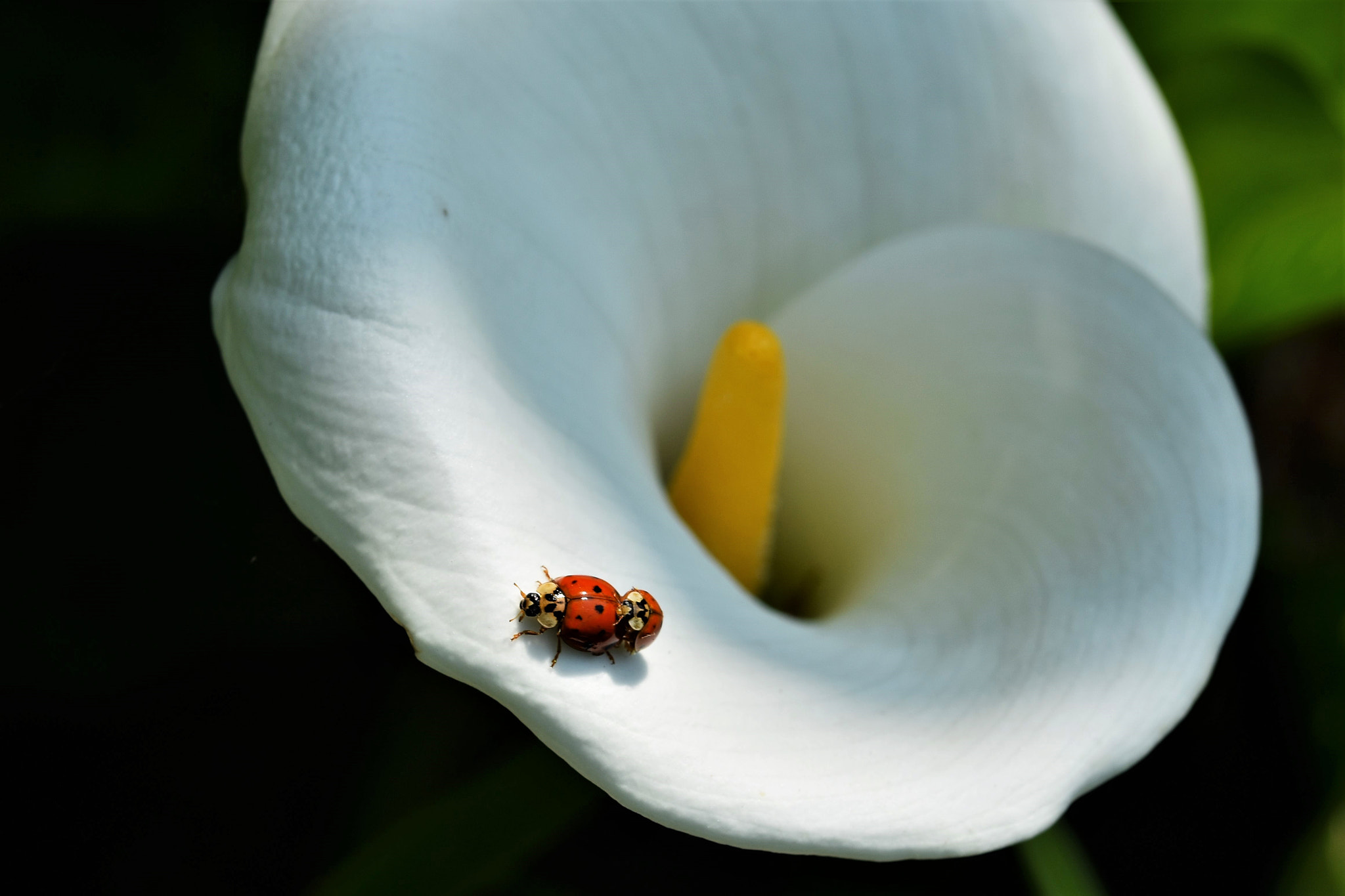 Nikon D7200 + Sigma 105mm F2.8 EX DG OS HSM sample photo. Oh my love photography