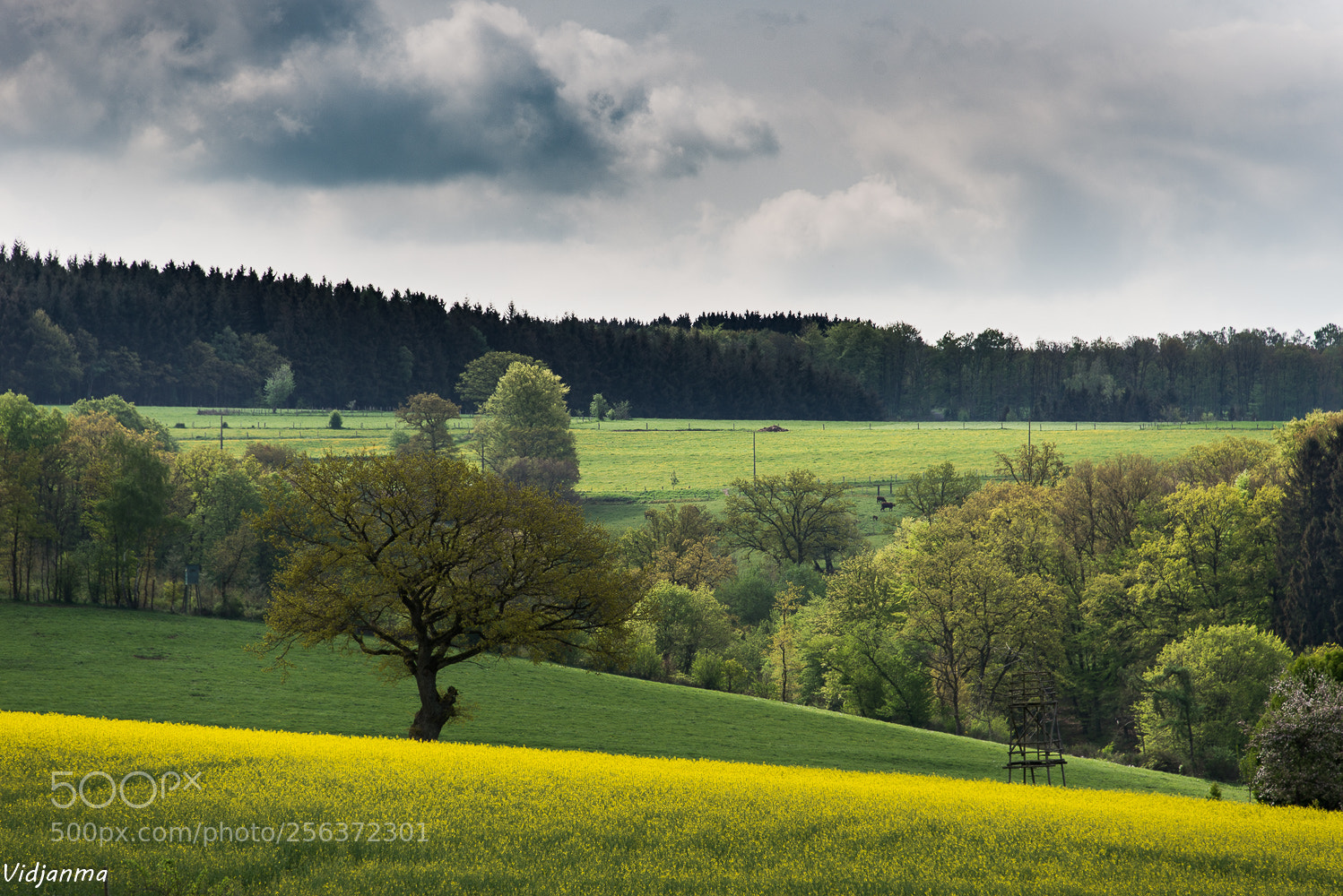Nikon D610 sample photo. Yellow river photography