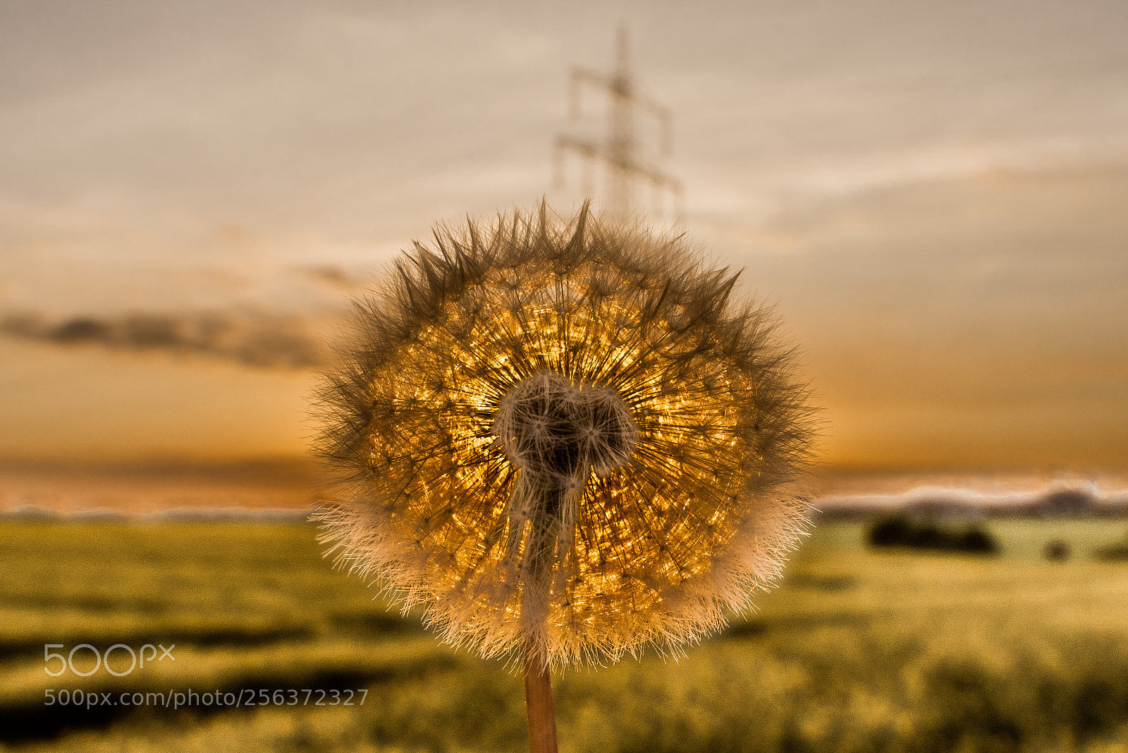Nikon D810 sample photo. Löwenzahn photography