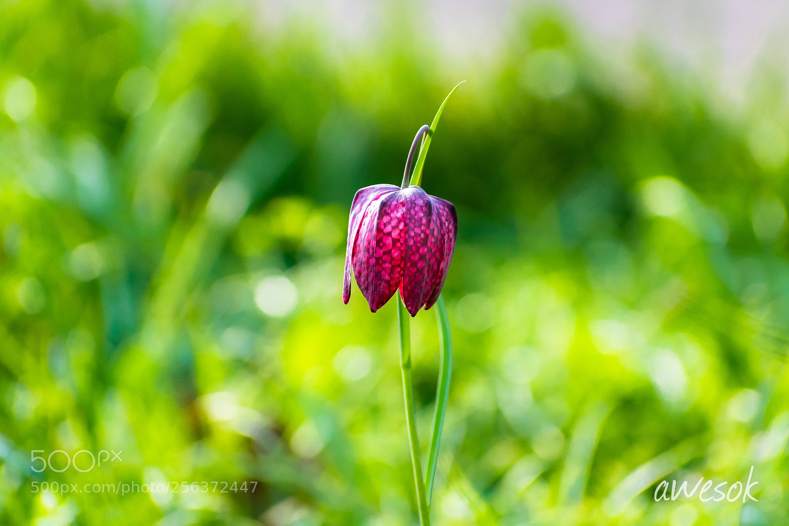 Nikon D3300 sample photo. Chess flower photography