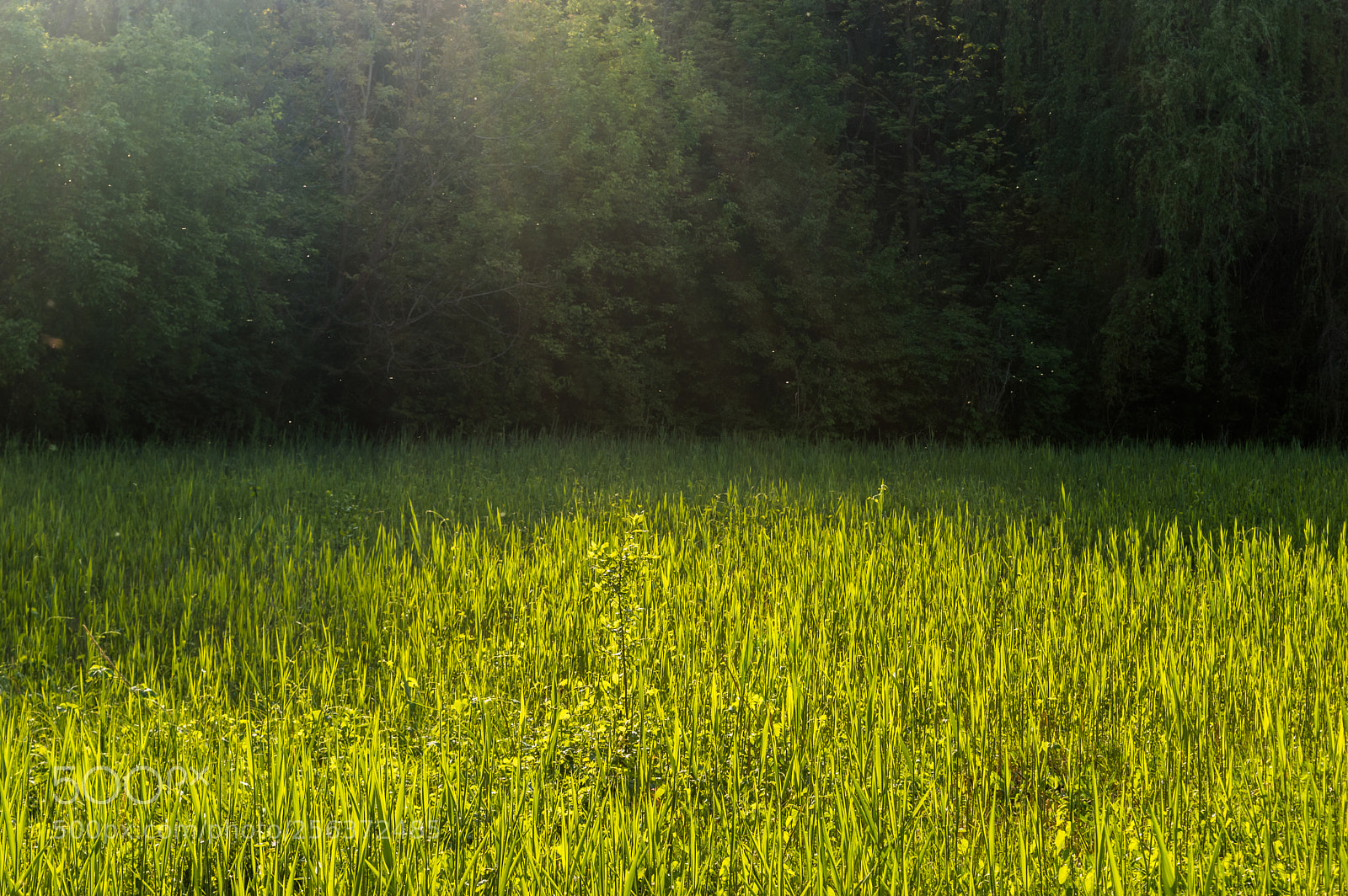 Nikon D3200 sample photo. Greenery photography