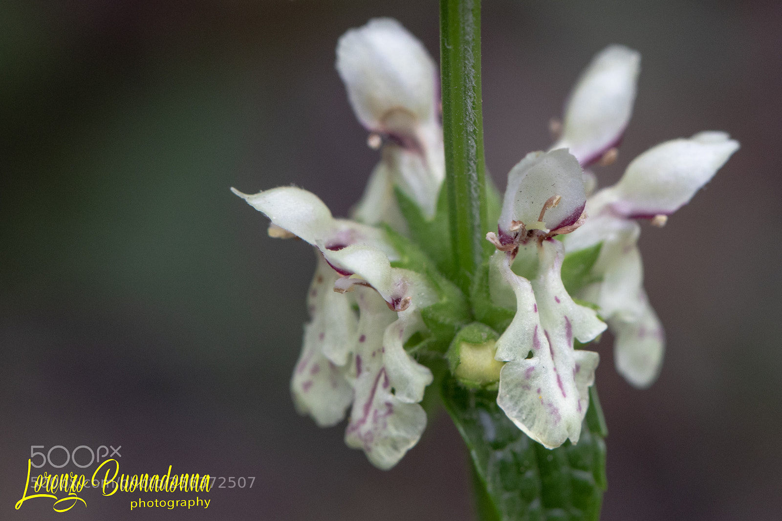 Canon EOS 7D Mark II sample photo. Orchis morio photography