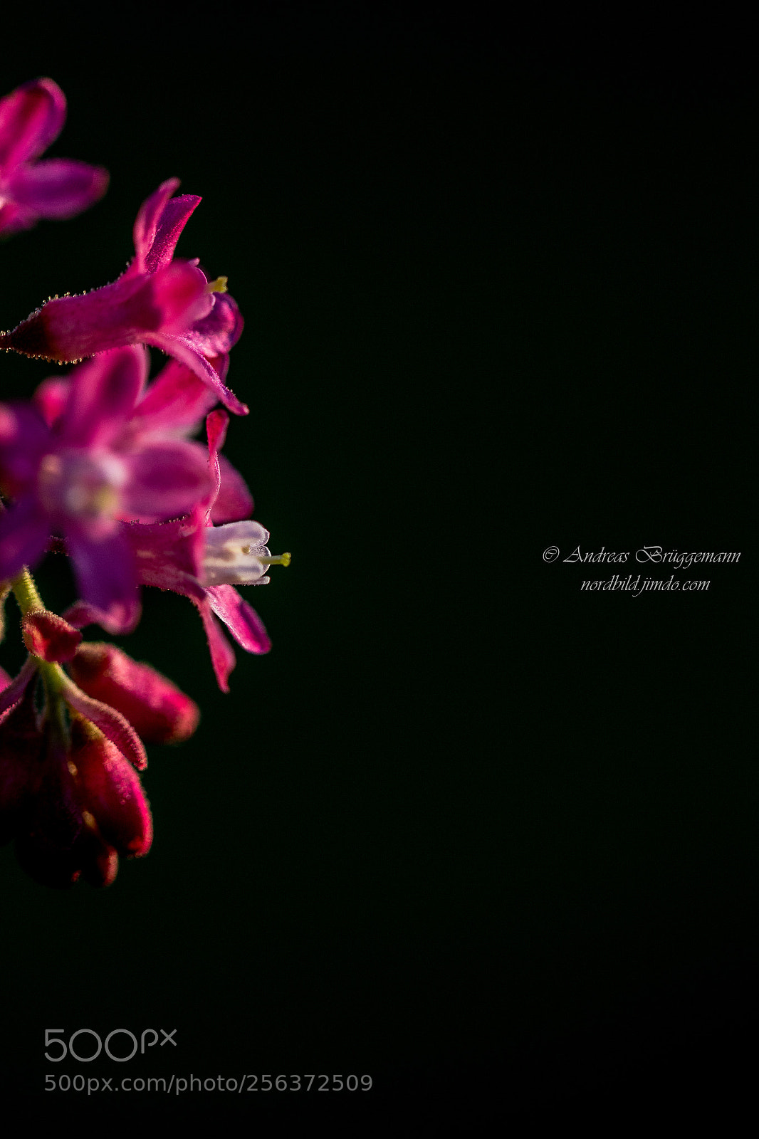 Canon EOS 60D sample photo. The last light in photography