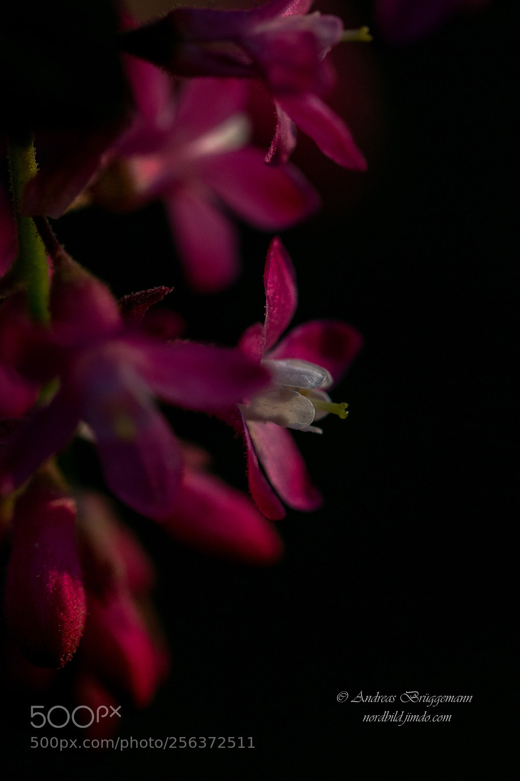 Canon EOS 60D sample photo. The last light in photography