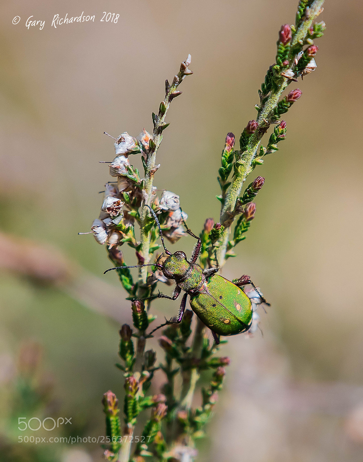 Nikon D500 sample photo. Green tiger beetle photography