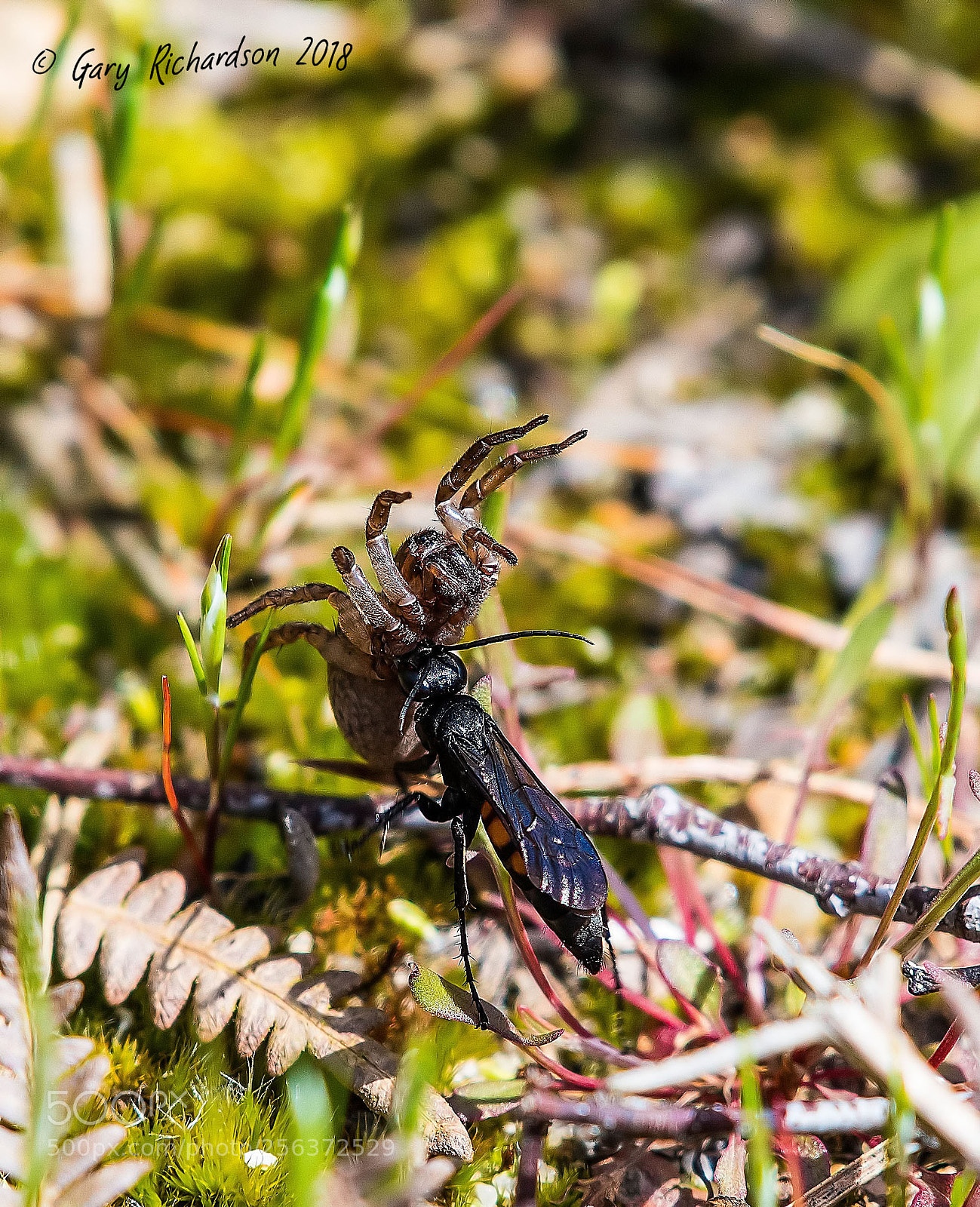 Nikon D500 sample photo. Black banded spider wasp photography
