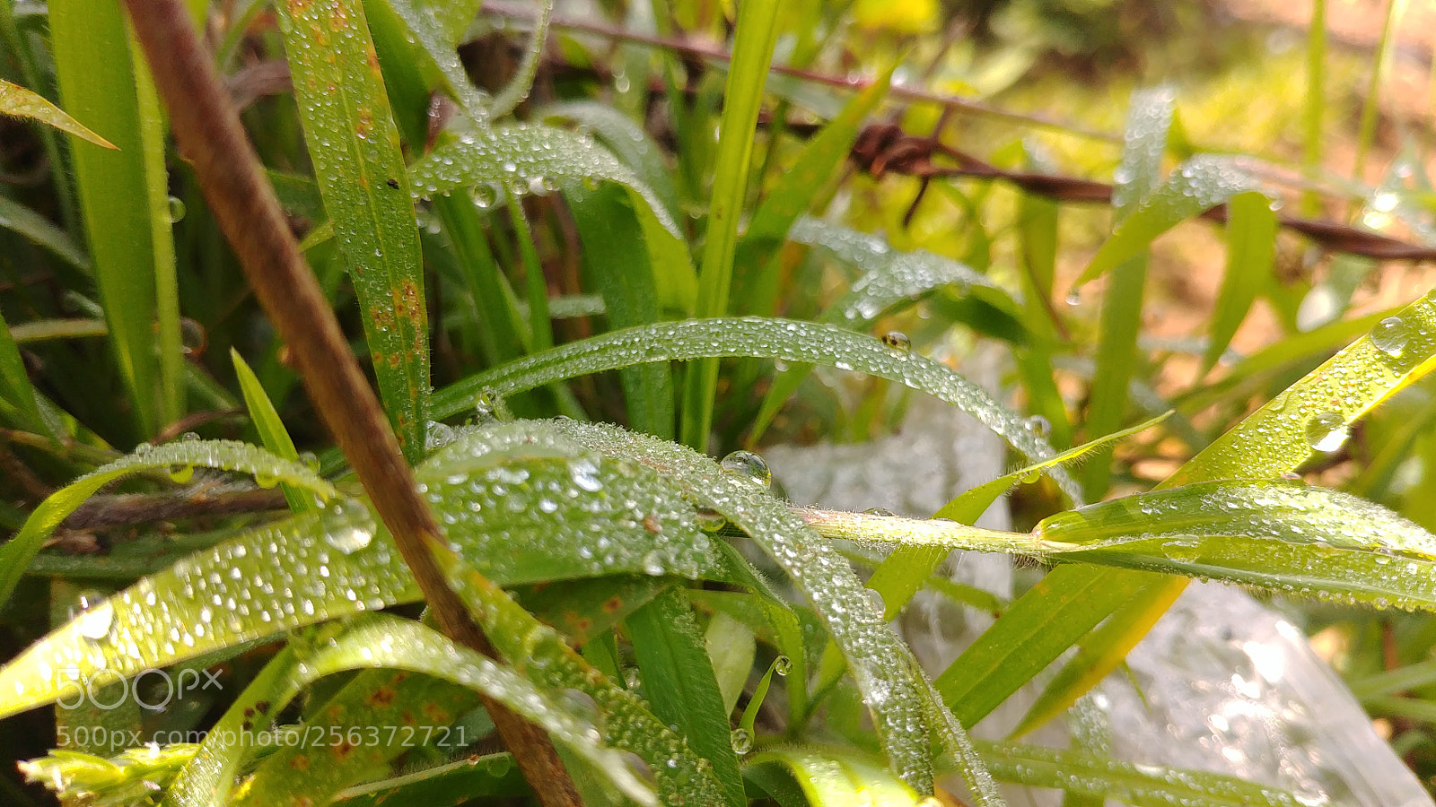 LG G6 sample photo. Untitled photography
