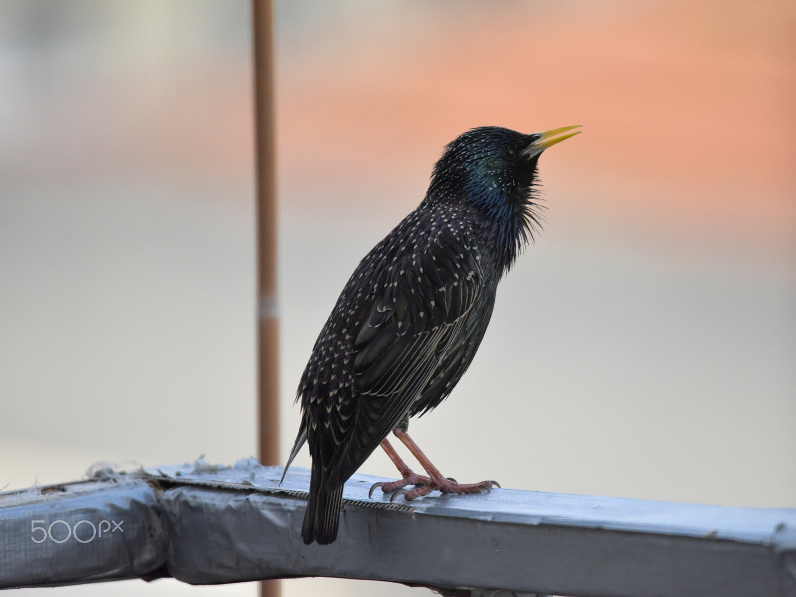 Sigma 150-500mm F5-6.3 DG OS HSM sample photo. Sevimli photography