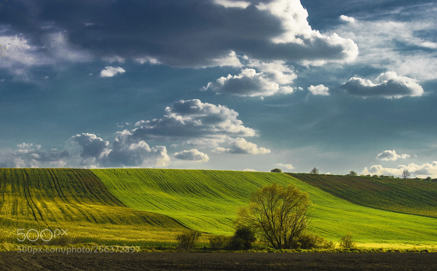 Nikon D610 sample photo. Spring mood photography
