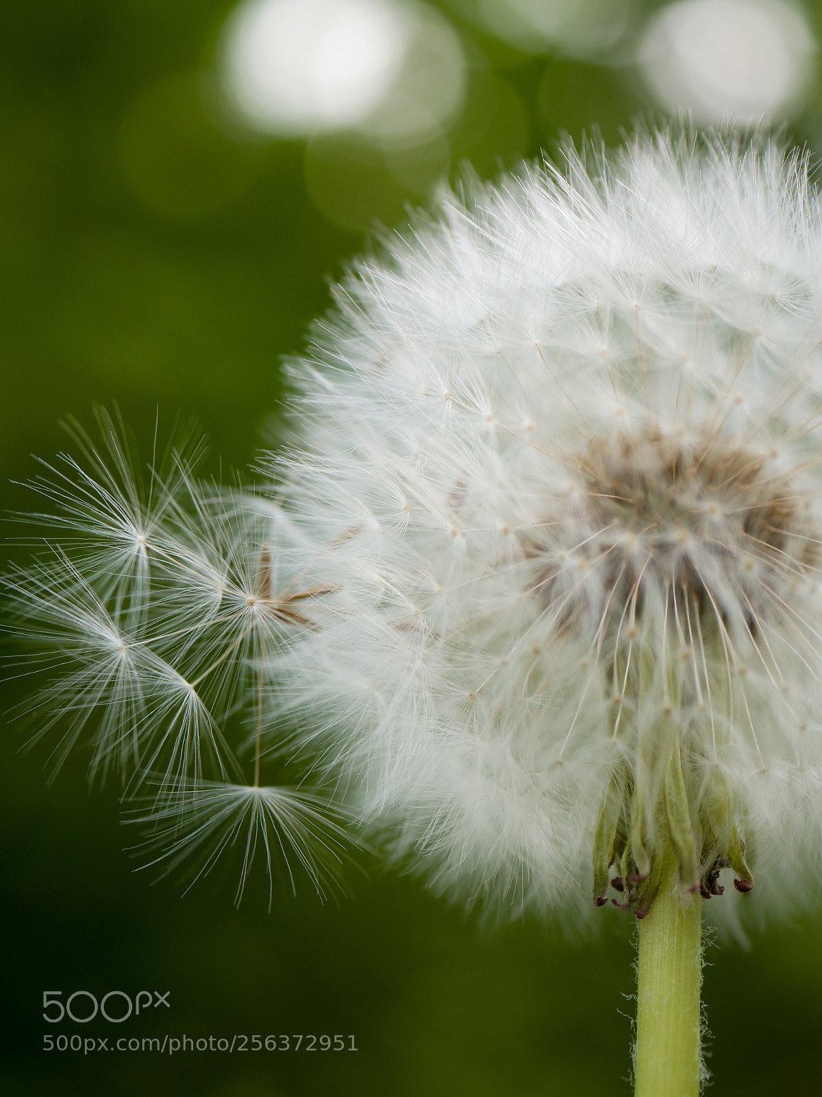 Panasonic Lumix DMC-GX8 sample photo. Dandelion photography