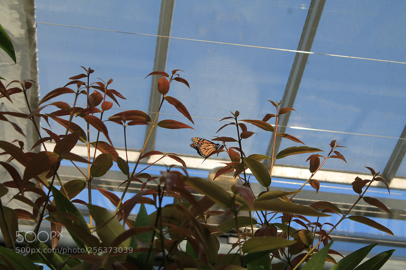 Canon EOS 1100D (EOS Rebel T3 / EOS Kiss X50) sample photo. Butterfly photography