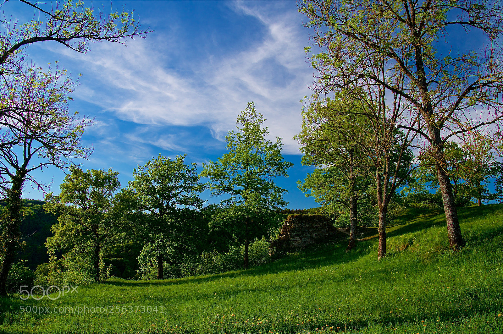 Pentax K-3 II sample photo. Enjoy the spring sun photography