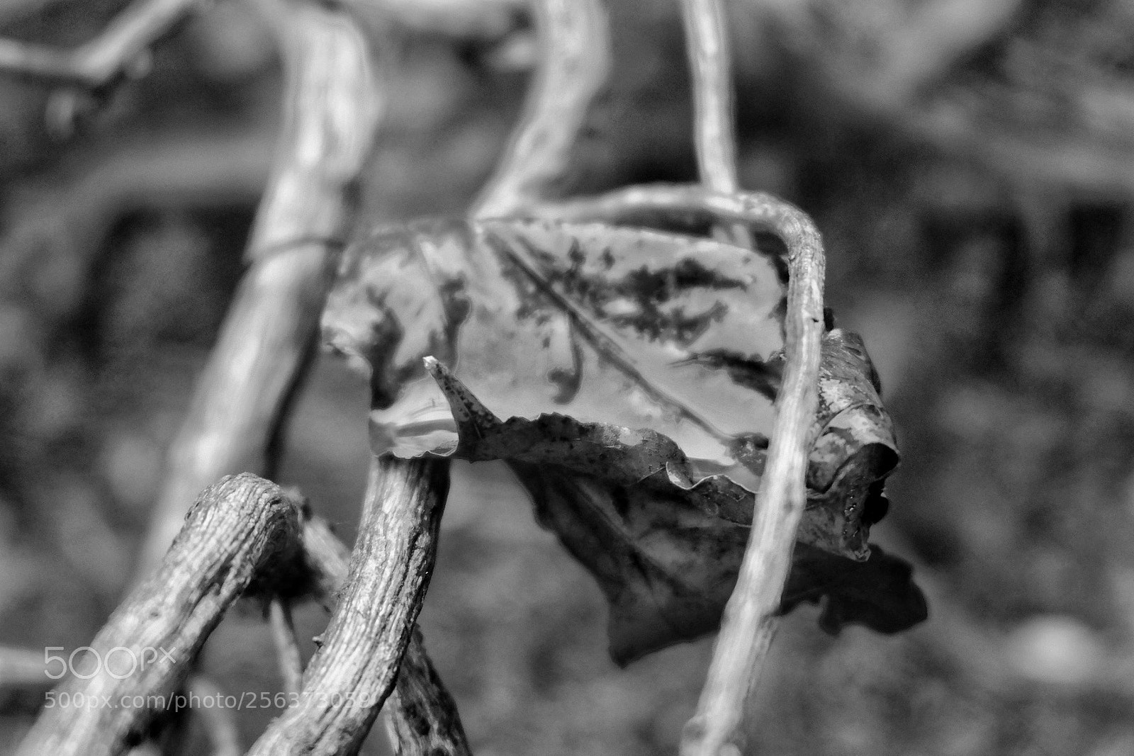 Fujifilm X-T10 sample photo. Untitled photography