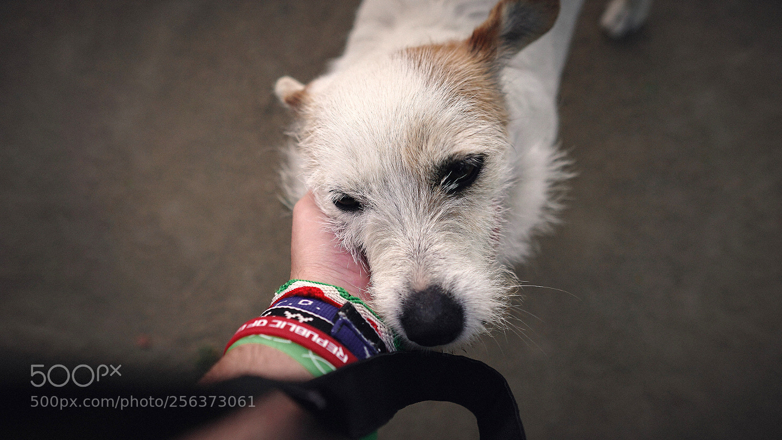 Sony a6300 sample photo. Innocent soul photography