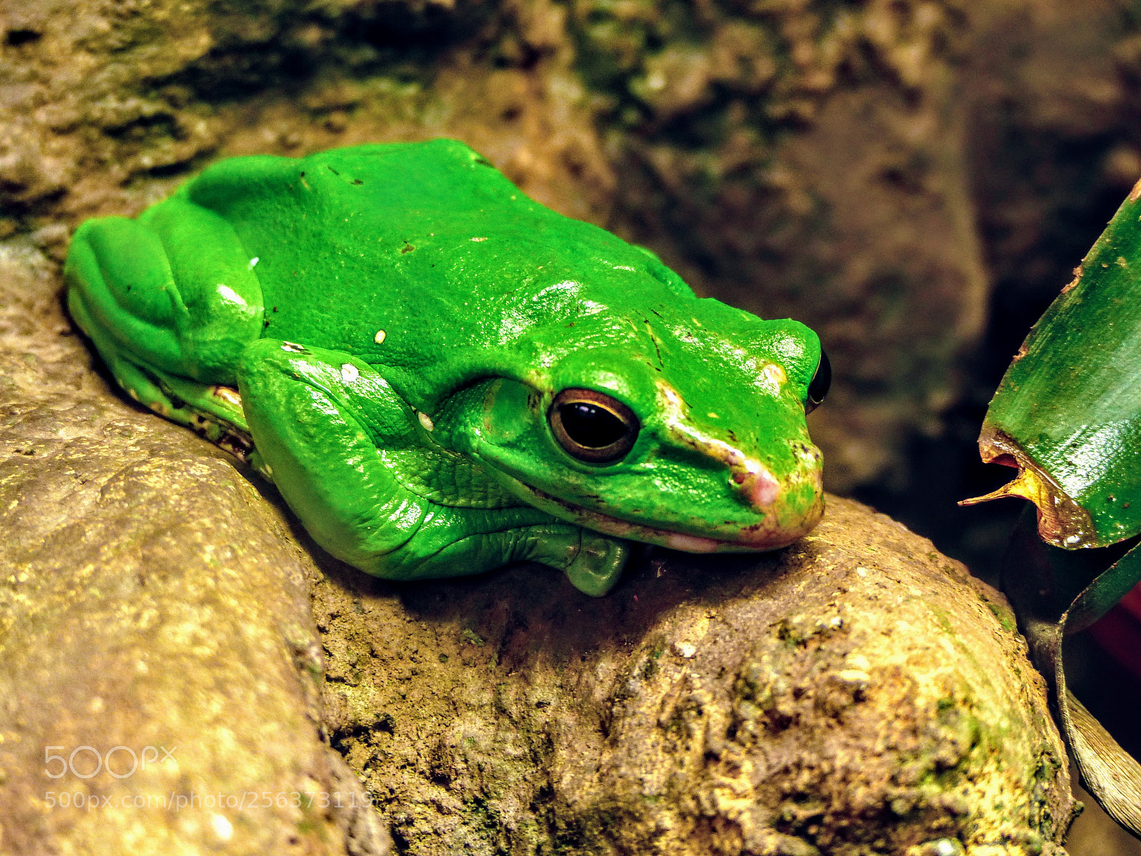 Panasonic Lumix DMC-FZ200 sample photo. Frog photography