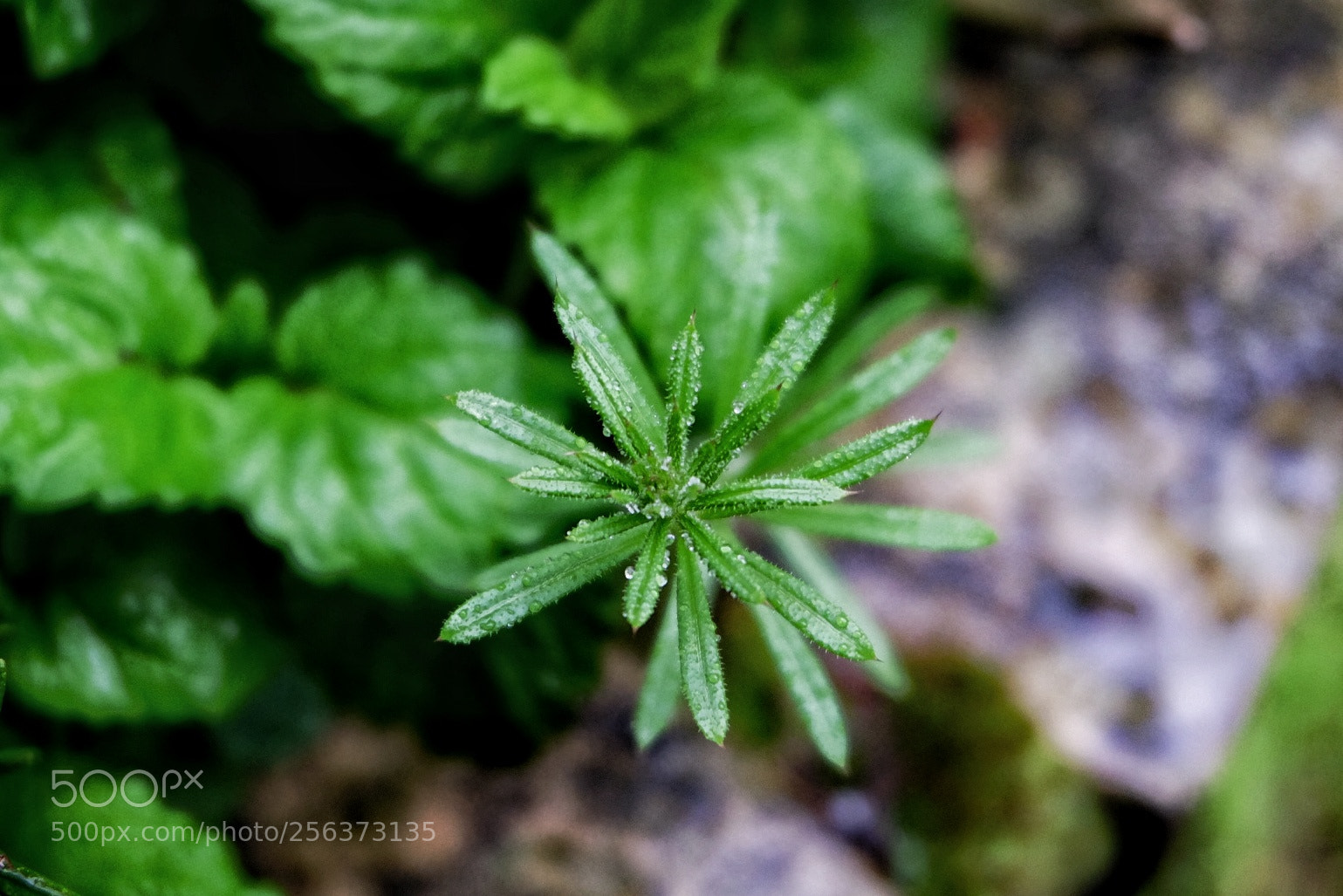 Fujifilm X-T10 sample photo. Untitled photography