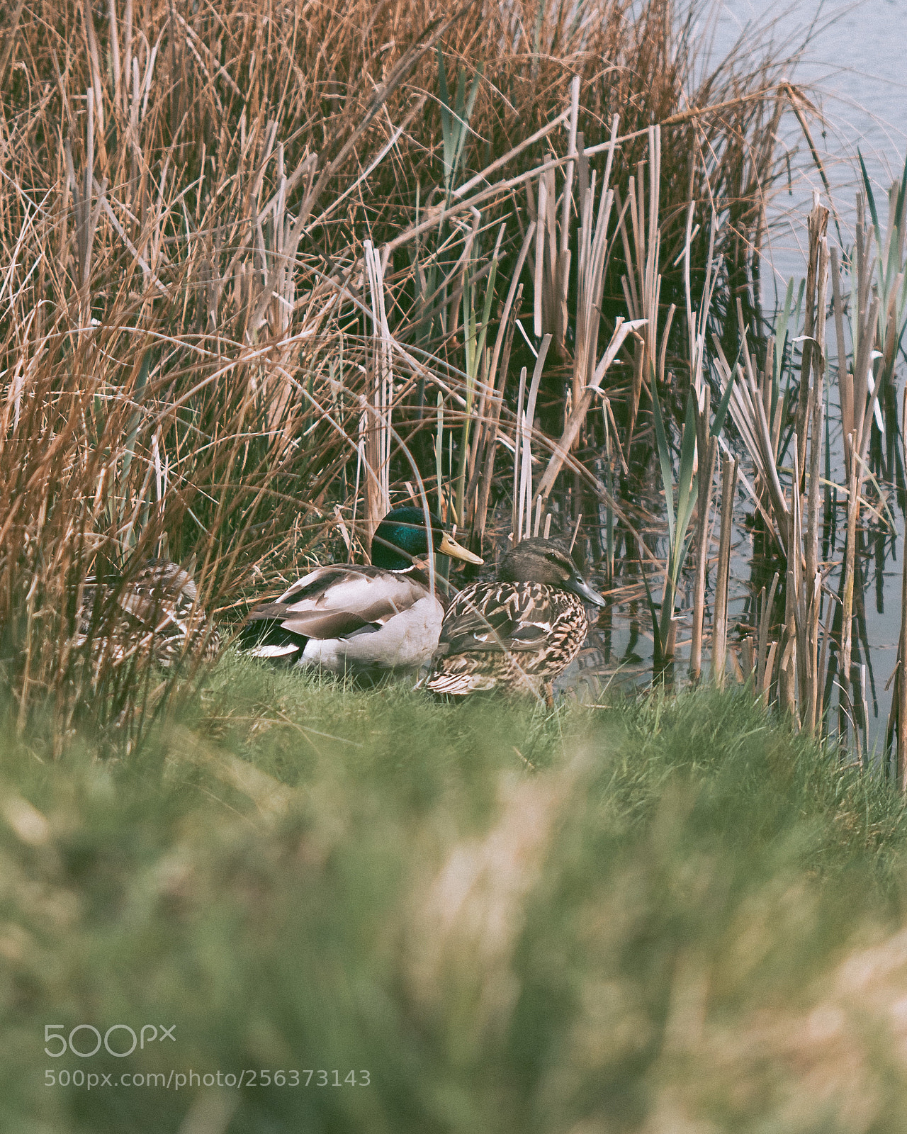 Olympus OM-D E-M5 II sample photo. Resting ducks photography