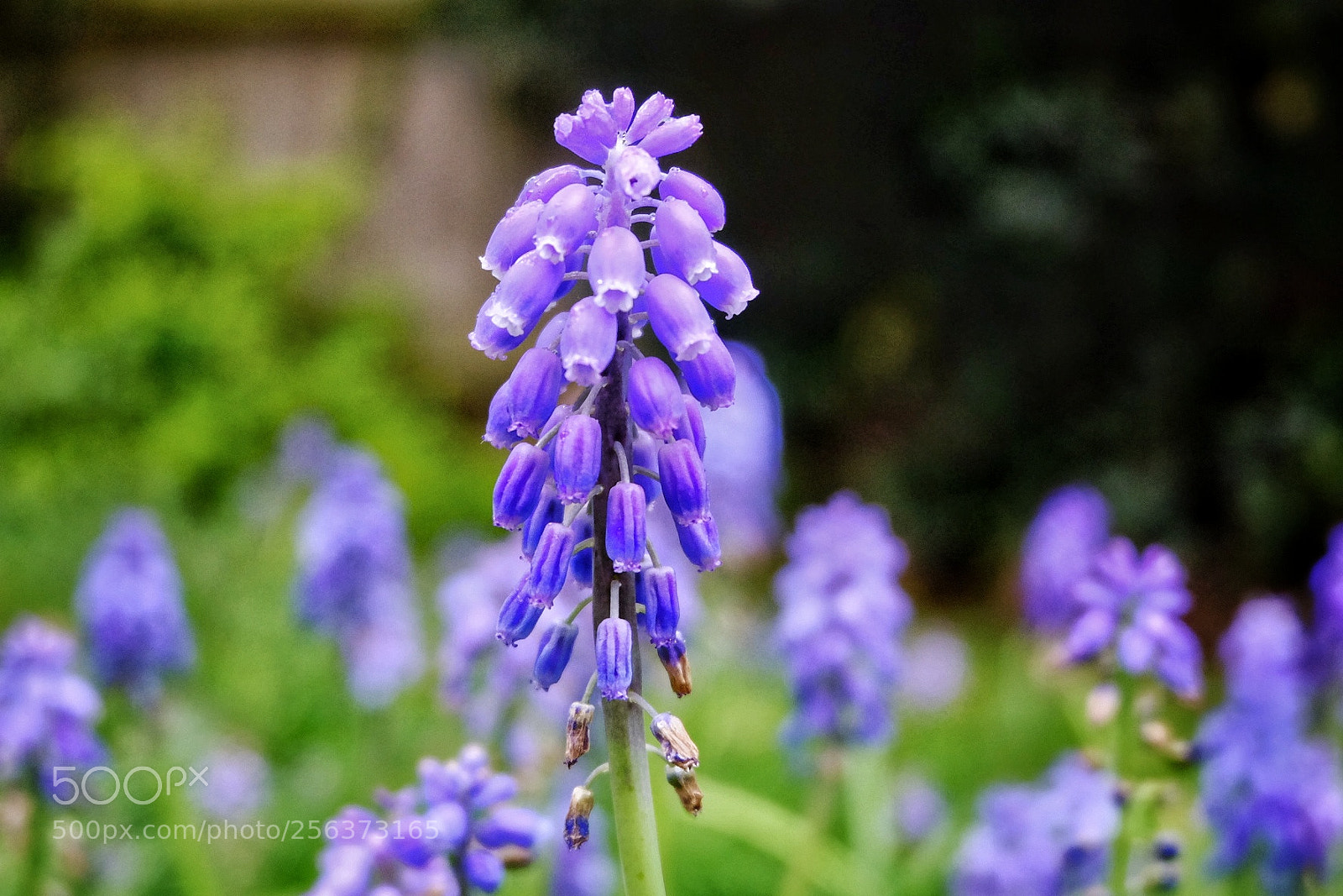 Fujifilm X-T10 sample photo. Untitled photography