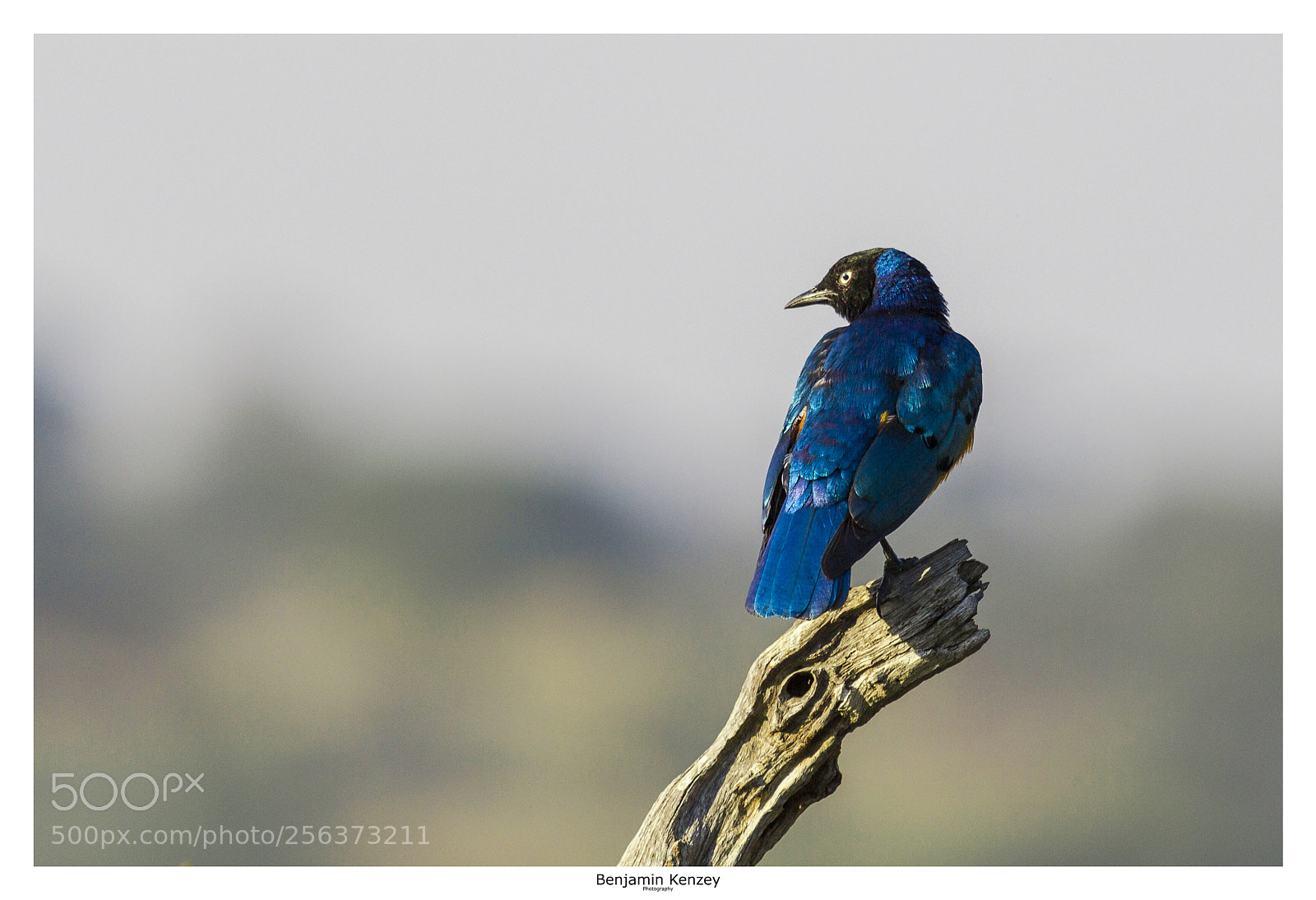 Canon EOS 60D sample photo. Choucador superbe photography