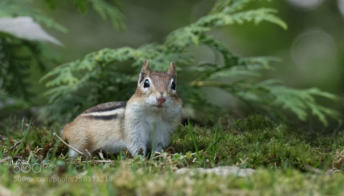 Sony a6300 sample photo. Chippy photography