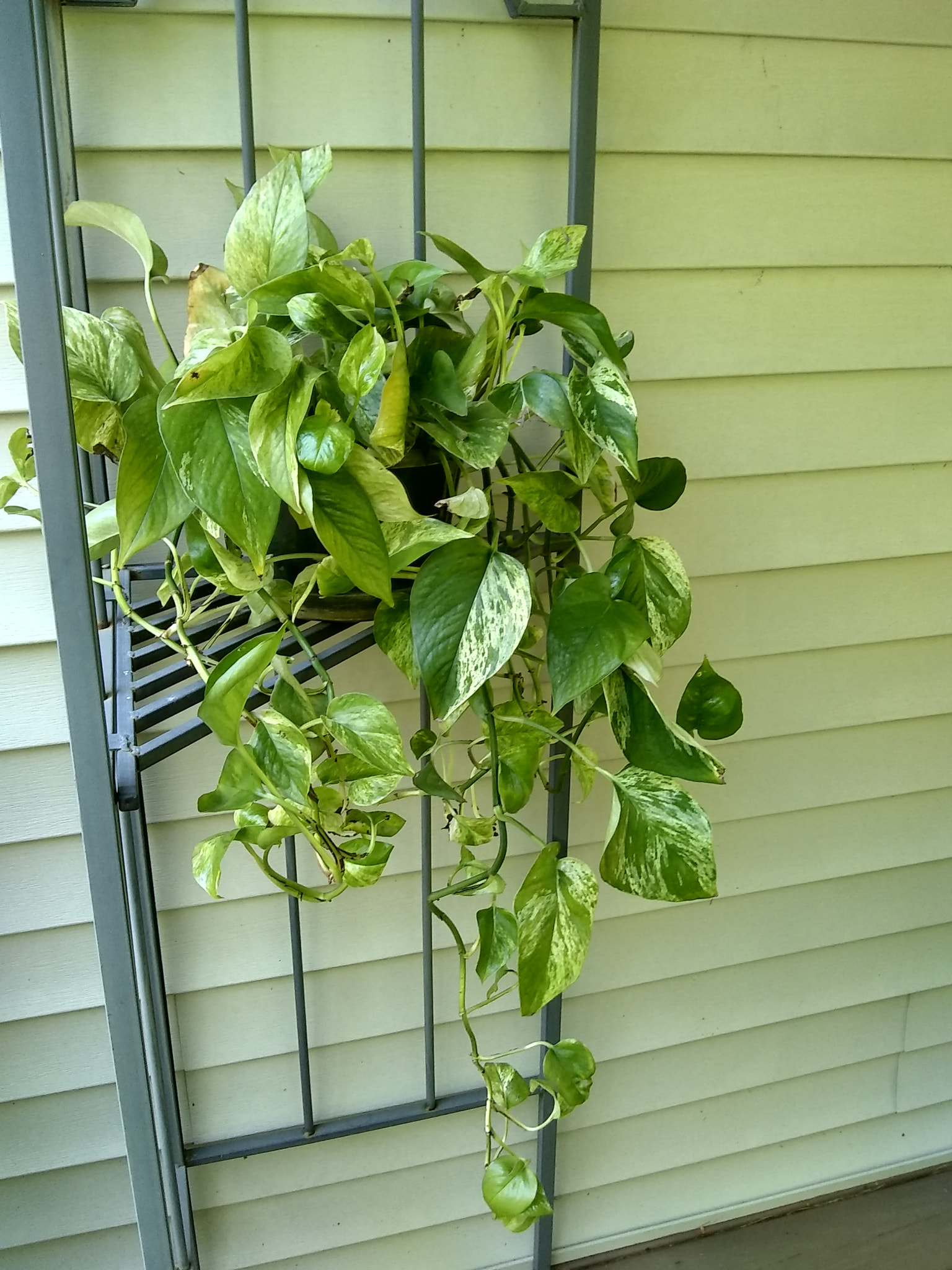 Motorola Moto E4 sample photo