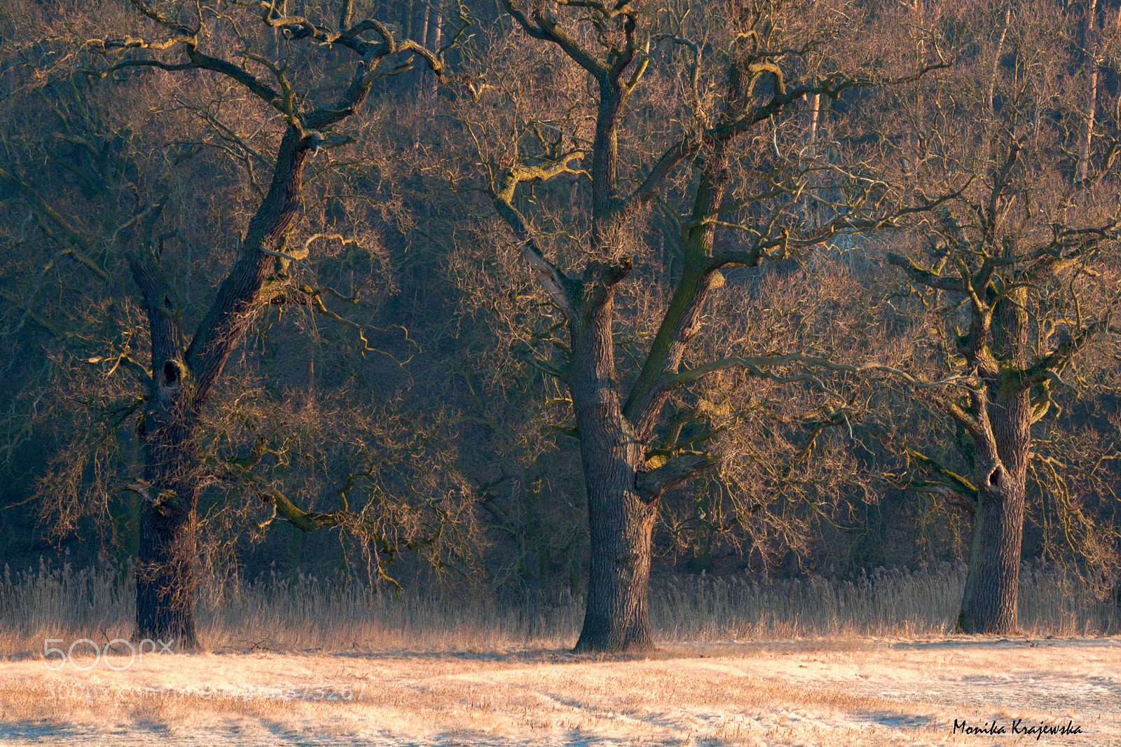 Nikon D90 sample photo. Three oaks photography