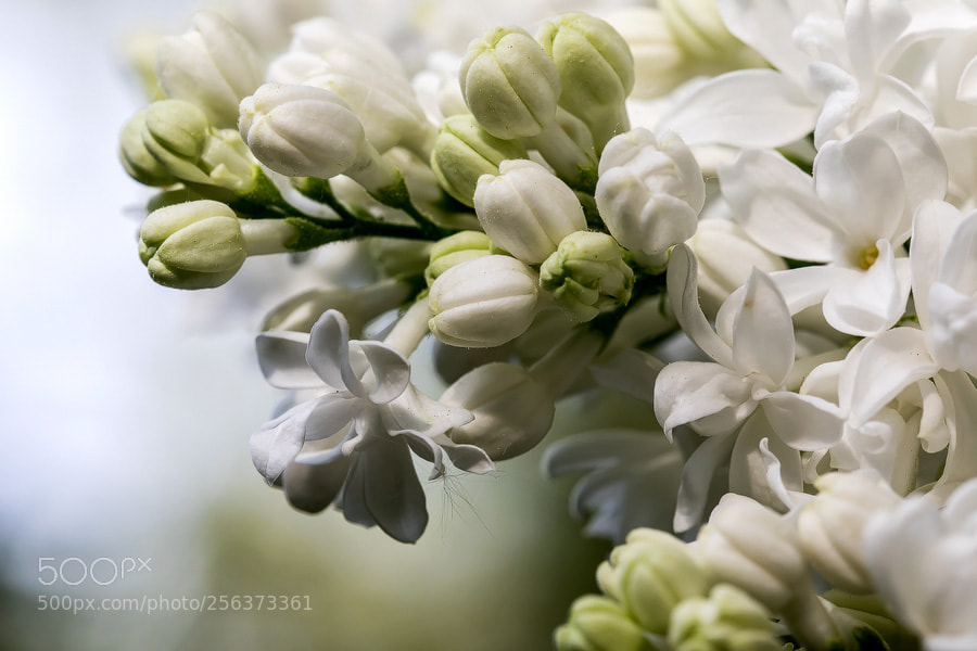 Canon EOS 5D Mark IV sample photo. Flieder (syringa) photography