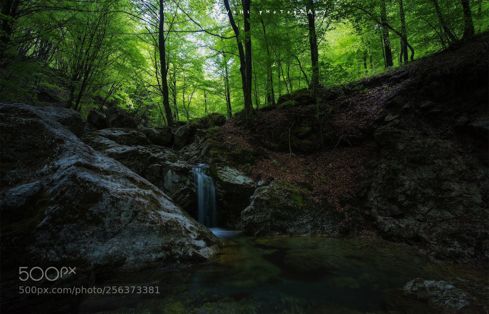 Nikon D810 sample photo. Green world photography