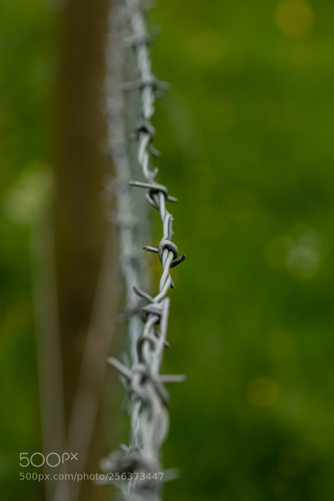 Nikon D5600 sample photo. Barbed wire photography