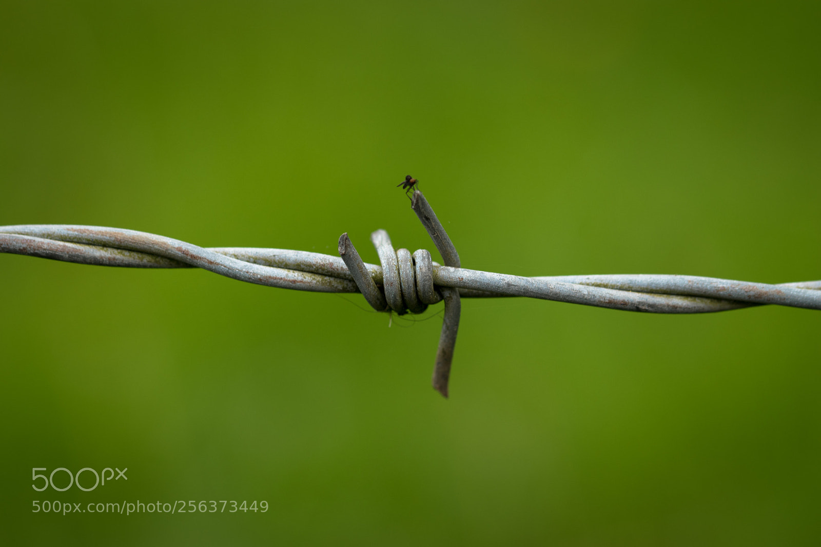 Nikon D5600 sample photo. Barbed wire photography