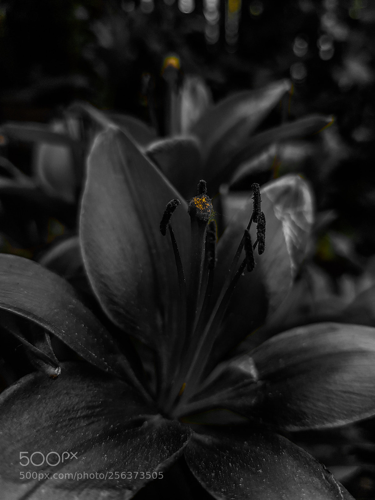 Samsung Galaxy S8 sample photo. Floral photography