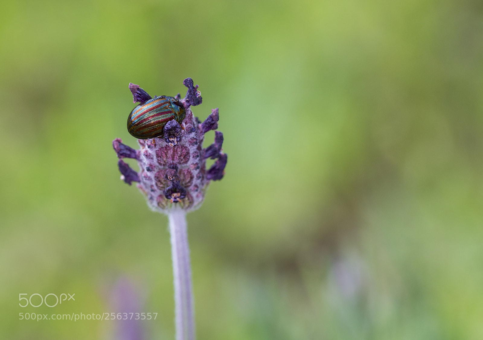 Canon EOS 6D sample photo. Beetle  160418-3354 photography