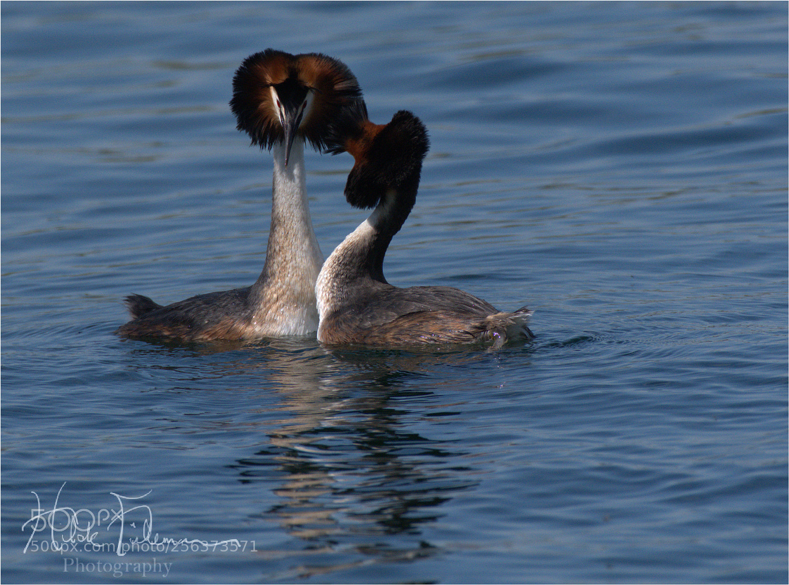 Nikon D750 sample photo. Grebe couple photography