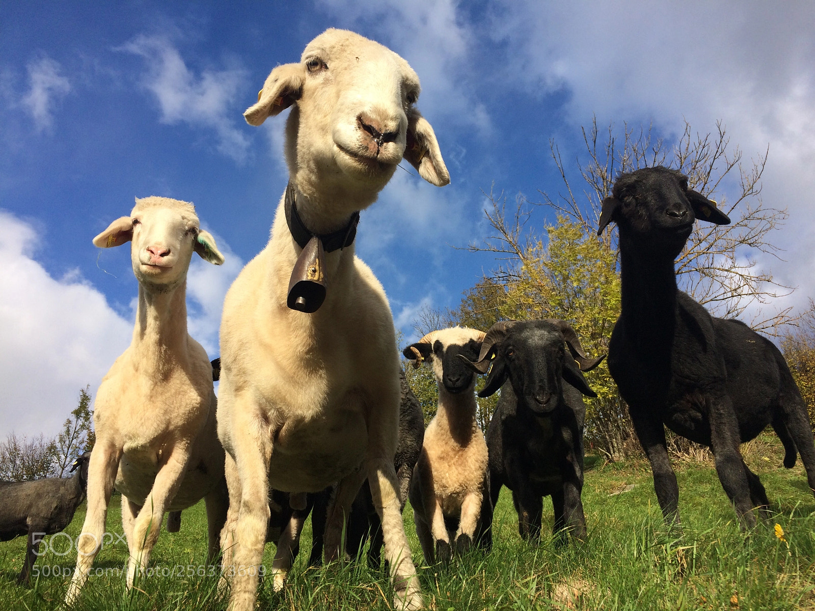 Apple iPhone 5s sample photo. Sheepworld photography