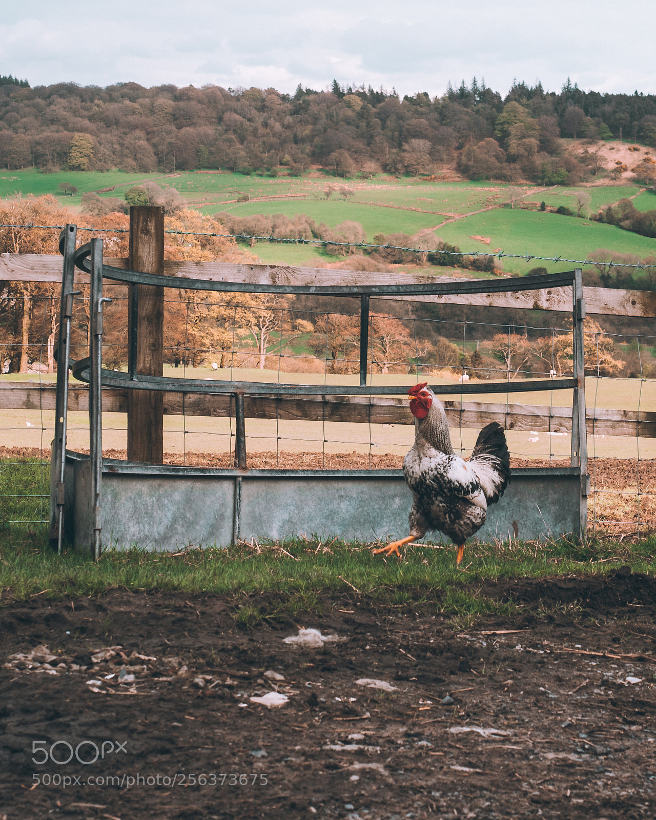 Olympus OM-D E-M5 II sample photo. The clucking cockerel photography