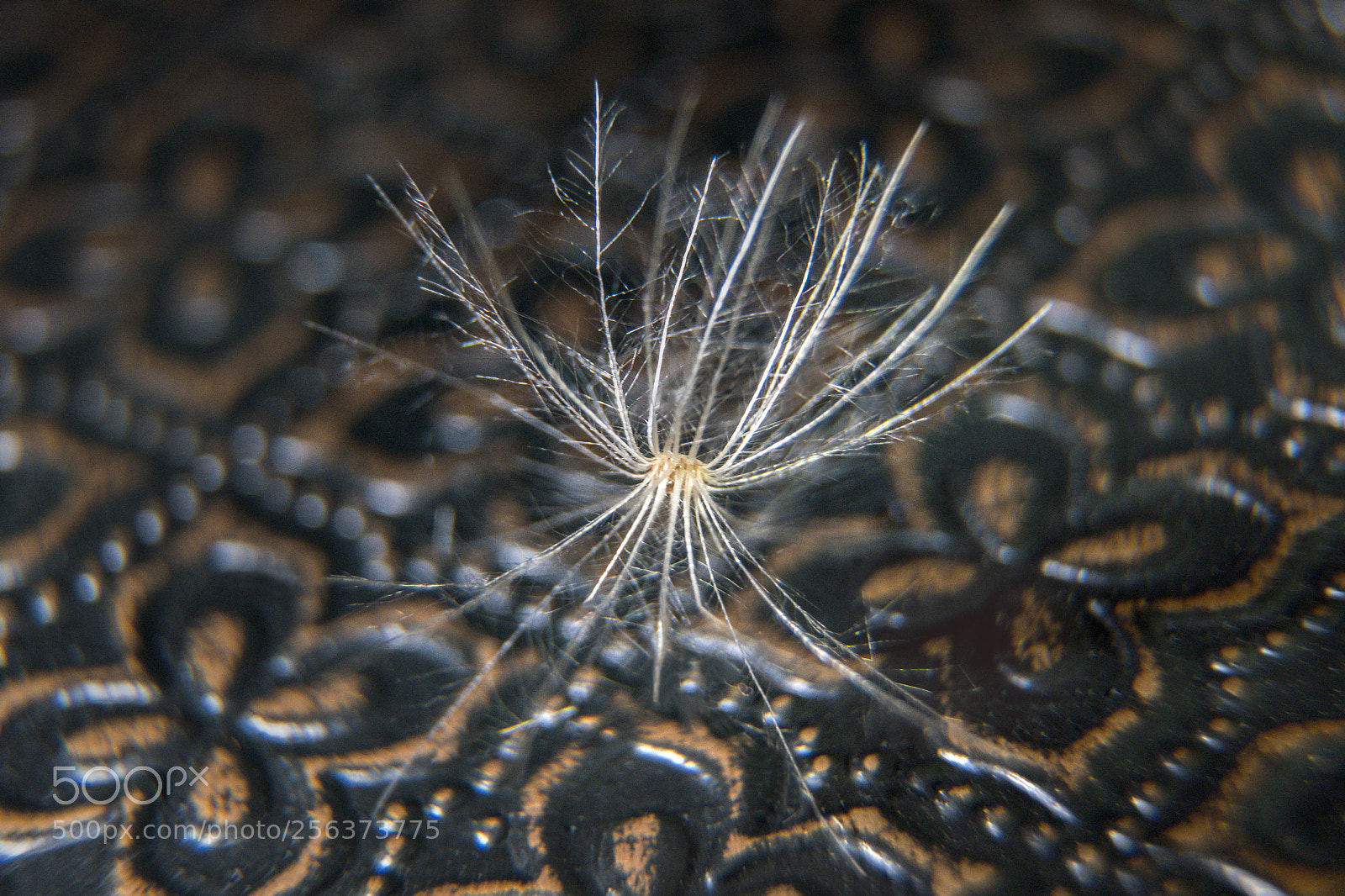 Sony a6500 sample photo. Dandelion parachute photography