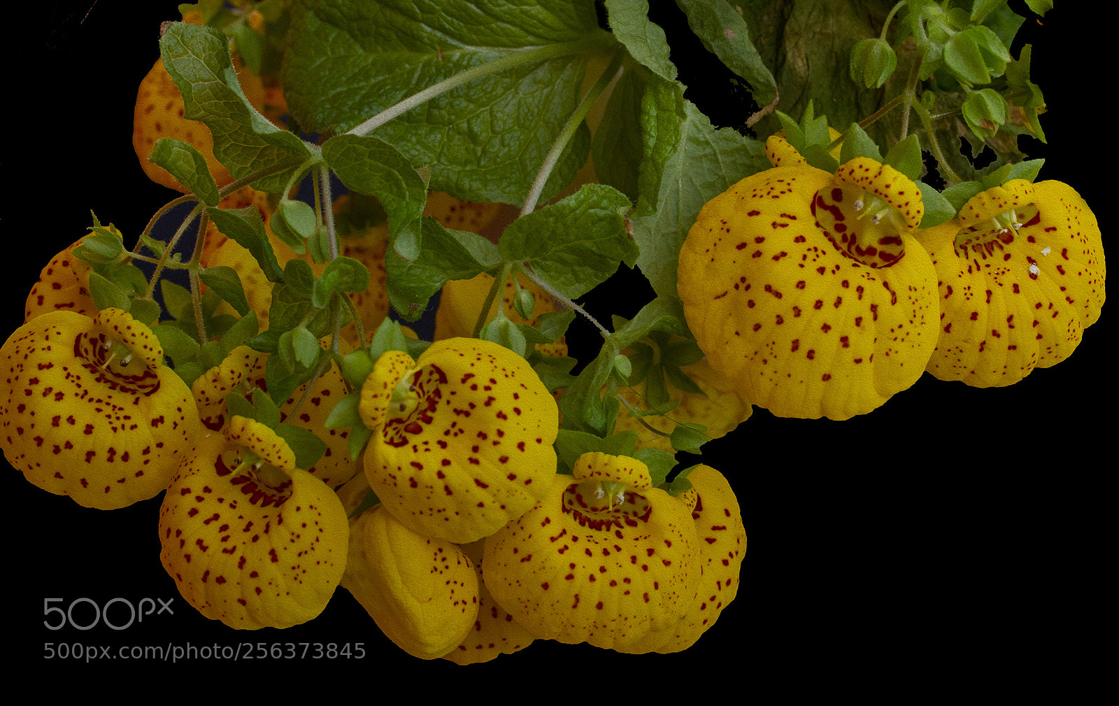 Canon EOS 7D sample photo. Calceolaria photography