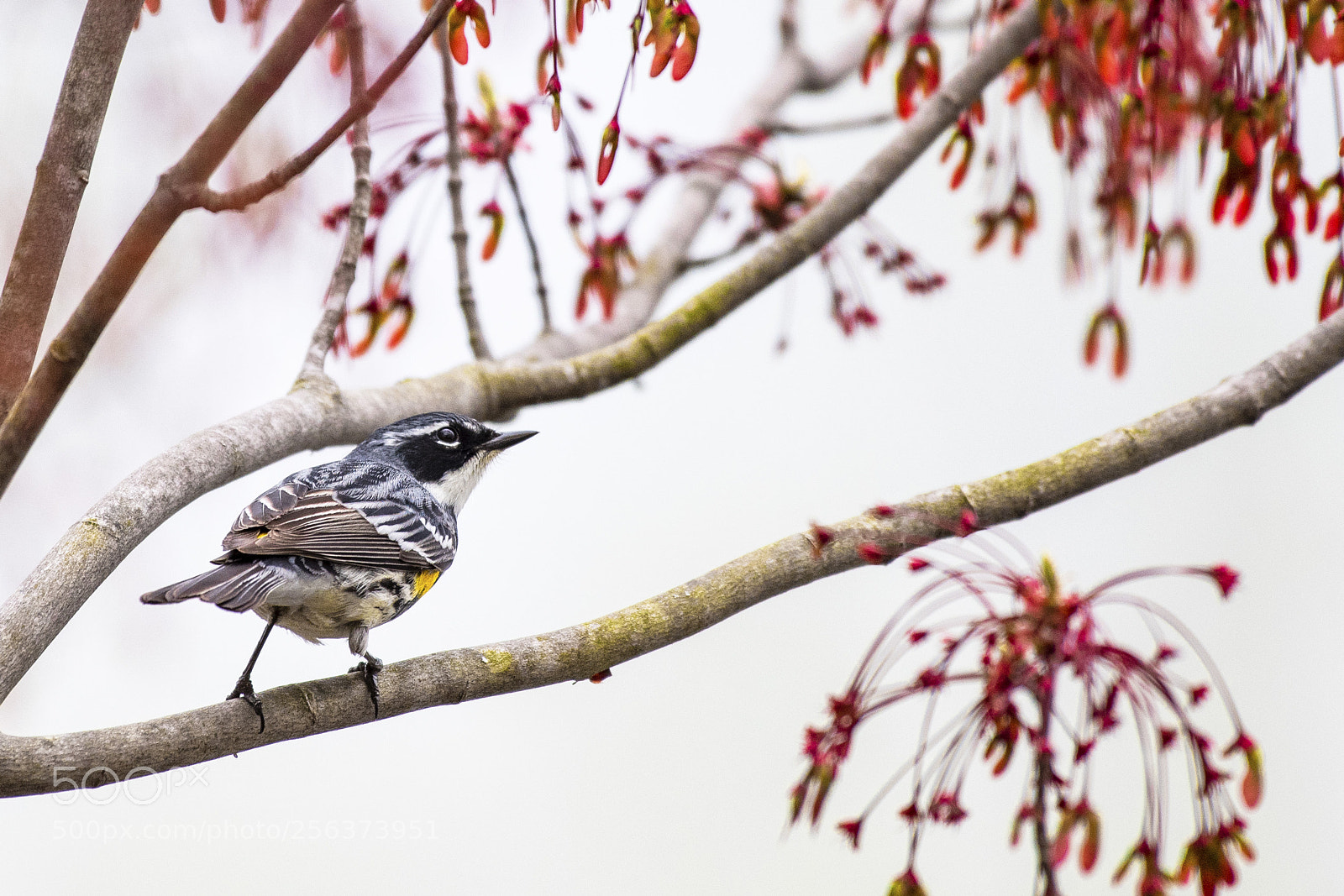 Nikon D500 sample photo. Yellow-rumped warbler photography