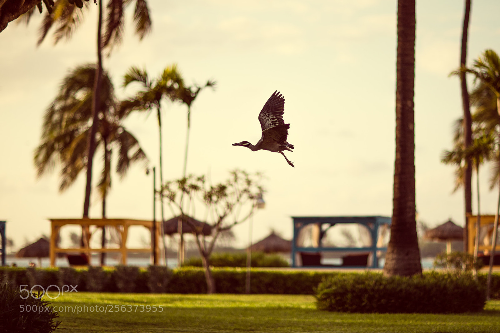 Canon EOS-1D X Mark II sample photo. Flying into the sun photography