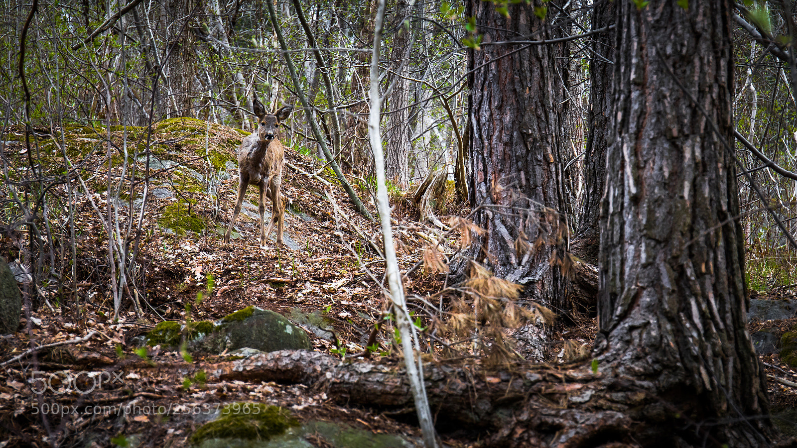 Canon EOS 5D Mark IV sample photo. A deer meating photography