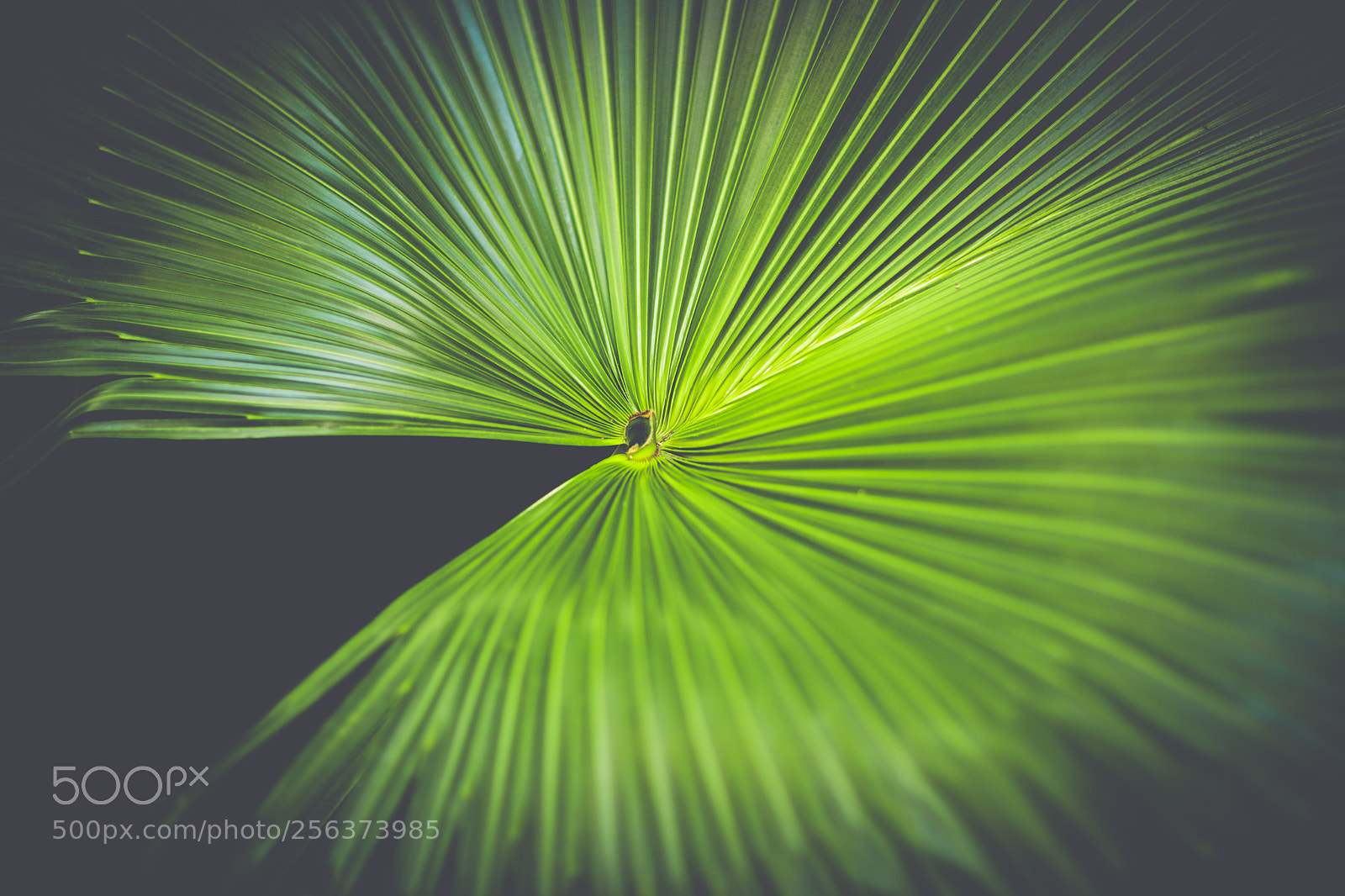 Canon EOS-1D X Mark II sample photo. Rays of light photography