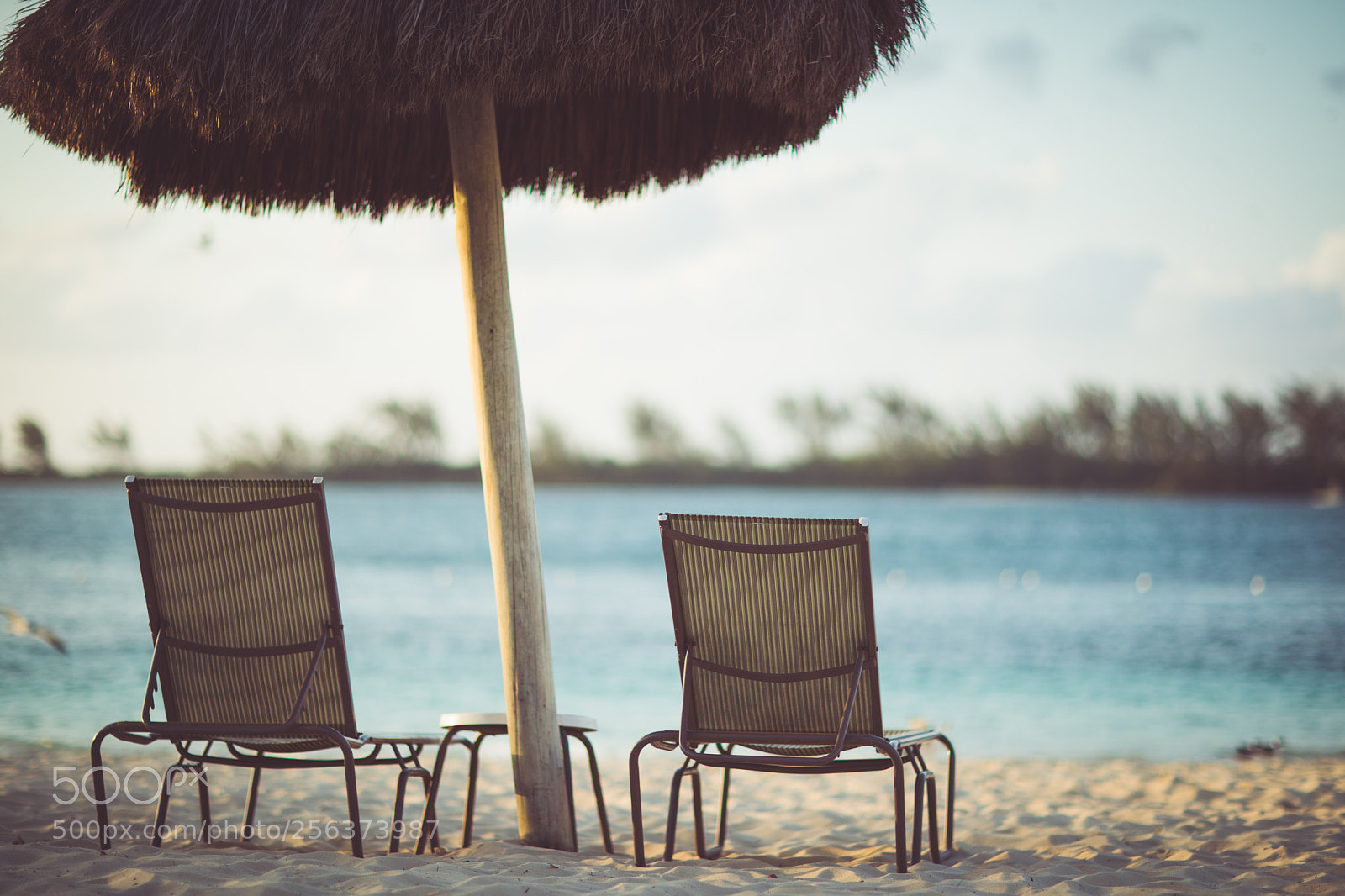 Canon EOS-1D X Mark II sample photo. Take a seat photography
