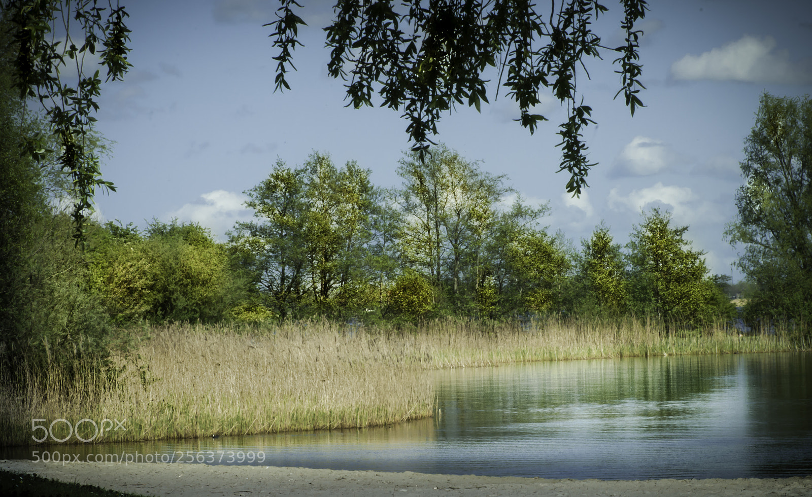 Nikon D5000 sample photo. Trees on lake photography