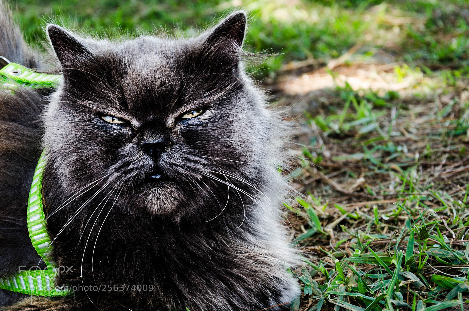 Nikon D7000 sample photo. Black cat photography