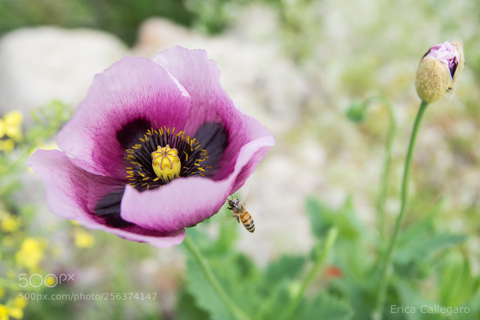 Nikon D5200 sample photo. Flying photography