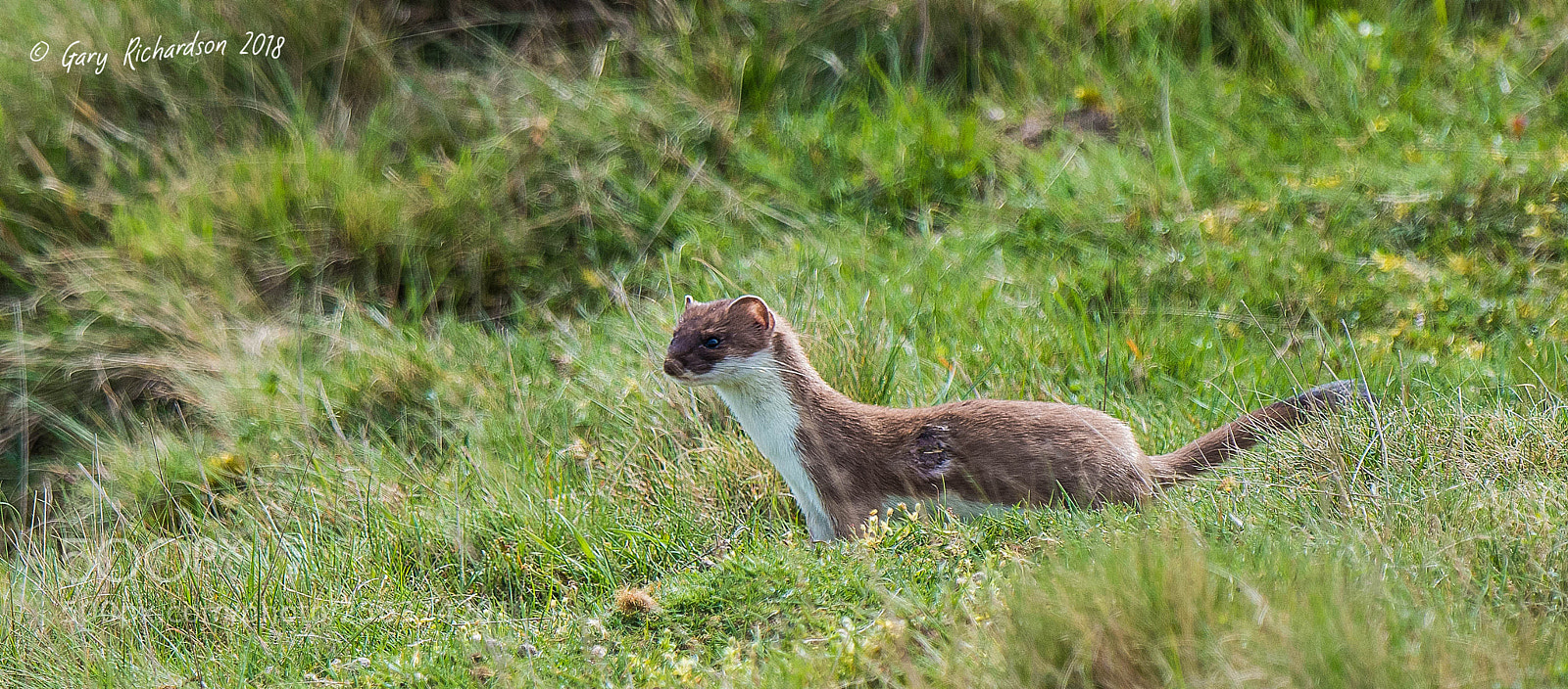 Nikon D500 sample photo. Stoat photography