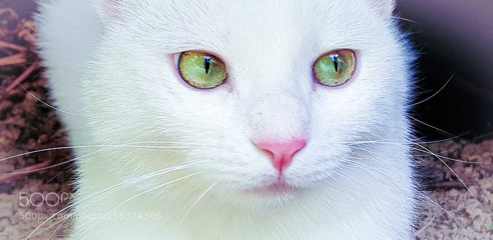 Samsung Galaxy S8 sample photo. Staring green eyes photography