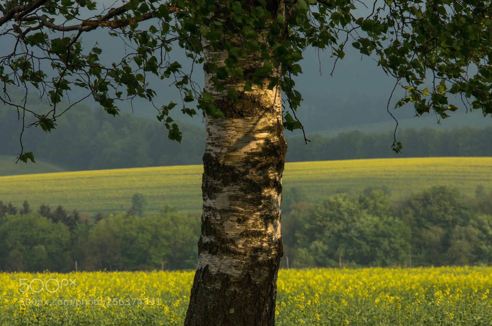 Nikon D7200 sample photo. Yellow photography