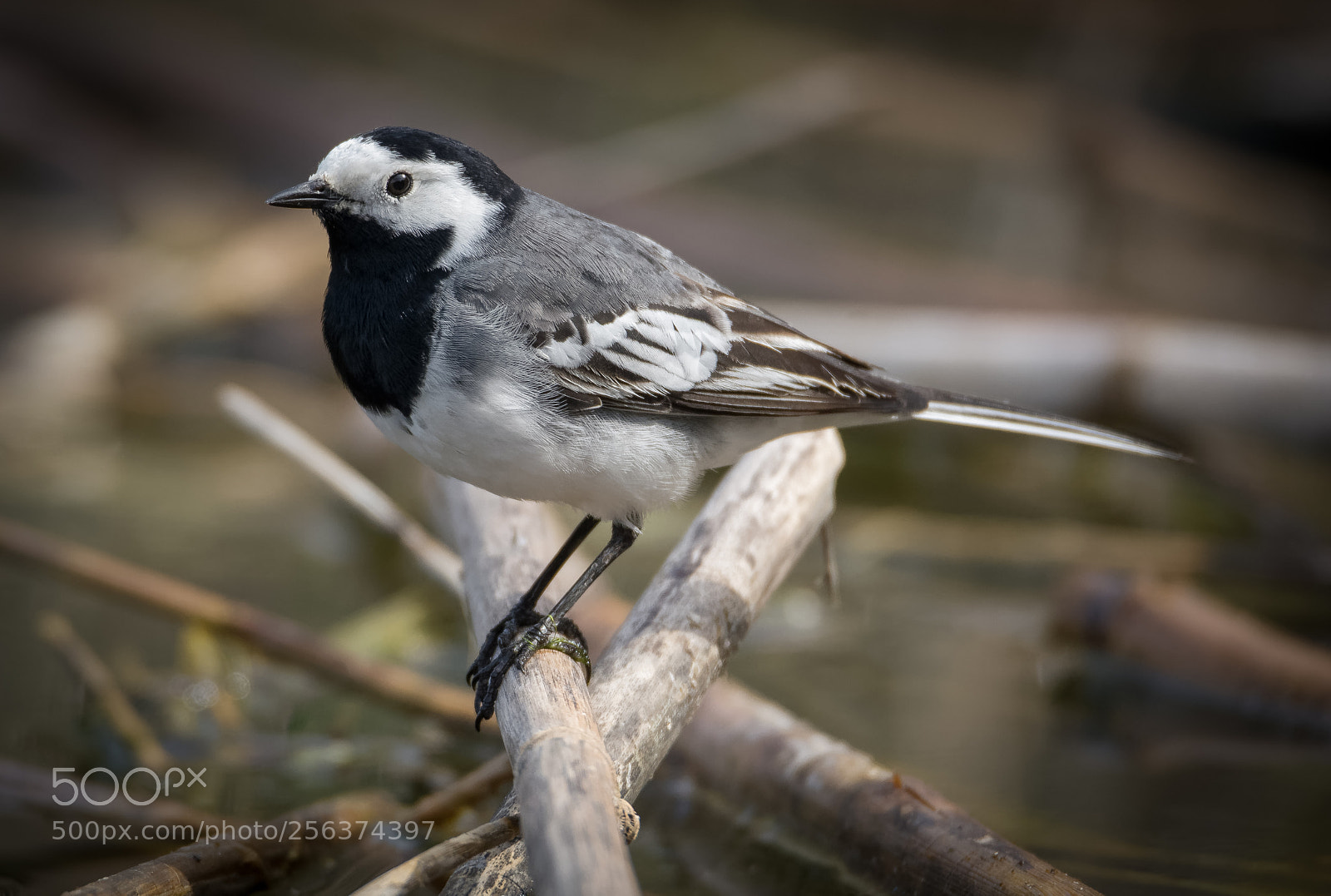 Nikon D7100 sample photo. White wagtail photography
