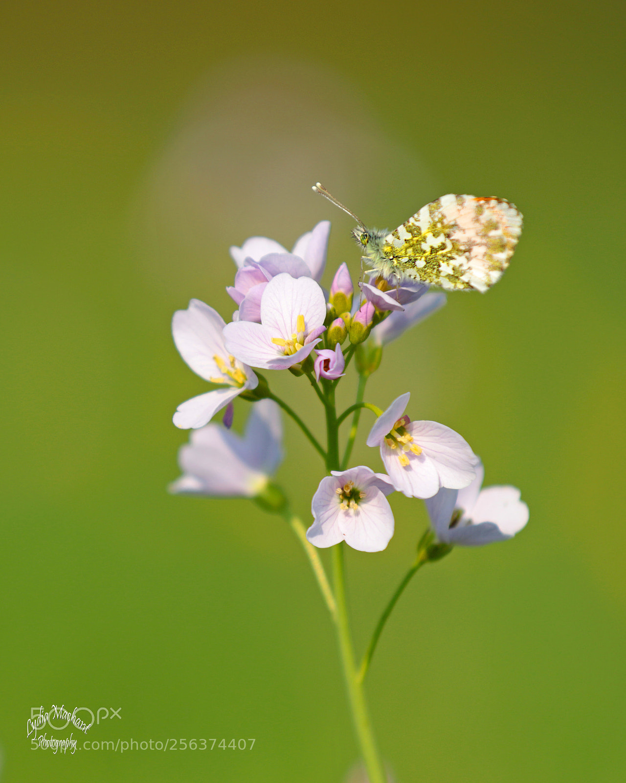 Canon EOS 7D Mark II sample photo. Like a feather in photography